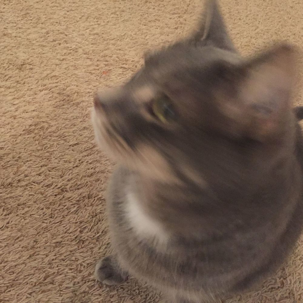 Meet your Posher, Monica